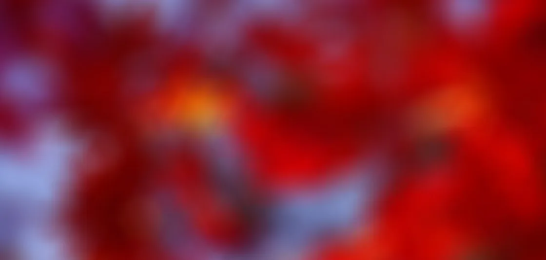狗子282